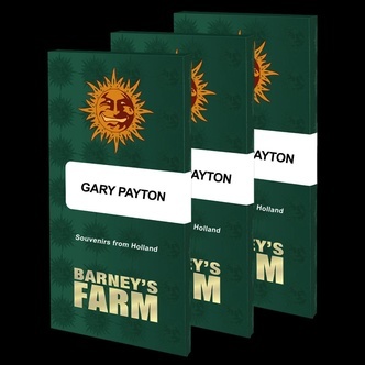Gary Payton (Barney's Farm) feminisoidut kannabiksen siemenet