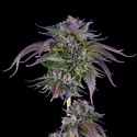L.A. Confidential (DNA Genetics) Feminisoidut