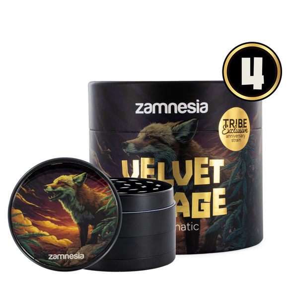 Velvet Mirage Autoflower (Zamnesia Seeds) – 4 Feminisoidut siemenet + grinderi
