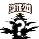 Feminisoidut mysteerisiemen 1 (Exotic Seed)