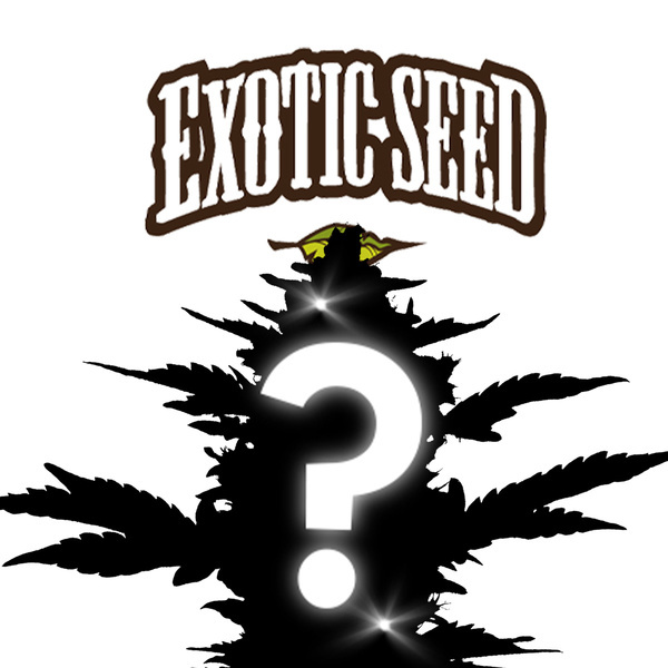 Feminisoidut mysteerisiemen 1 (Exotic Seed)