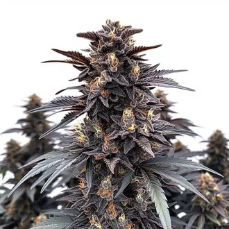 Indigo Sapphire (Blimburn Seeds) Feminisoidut