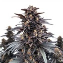 Indigo Sapphire (Blimburn Seeds) Feminisoidut