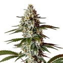 Permanent Marker x Banana Cream (Blimburn Seeds) Feminisoidut