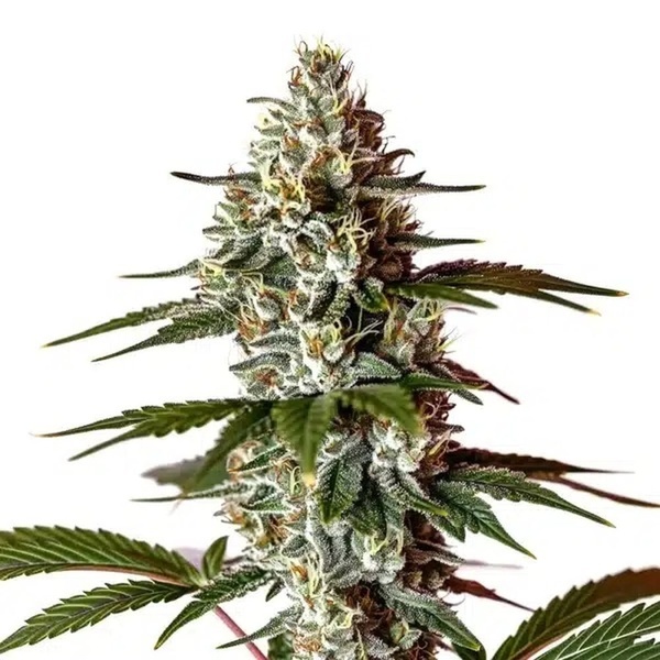 Permanent Marker x Banana Cream (Blimburn Seeds) Feminisoidut