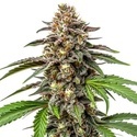 Whitethorn Rose x Ooze Extraction (Blimburn Seeds) Feminisoidut