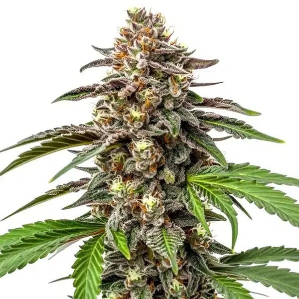 Whitethorn Rose x Ooze Extraction (Blimburn Seeds) Feminisoidut