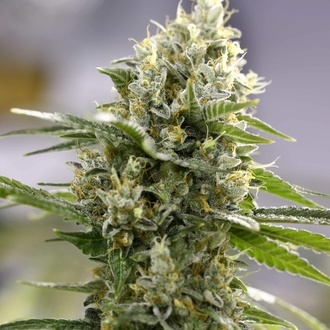 Lemon Haze Auto (Expert Seeds) Feminisoidut