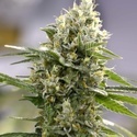 Lemon Haze Auto (Expert Seeds) Feminisoidut
