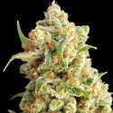 New York Diesel Auto (Expert Seeds) Feminisoidut