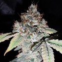 Rainbow Cake (Pheno Finder) Feminisoidut