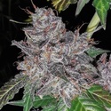 Rainbow Cake (Pheno Finder) Feminisoidut