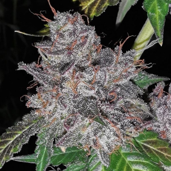 Rainbow Cake (Pheno Finder) Feminisoidut