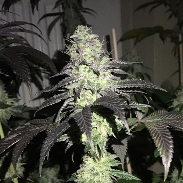 Do Z Dos (Pheno Finder) Feminisoidut