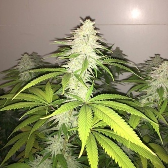 Wedding Cake S1 (Pheno Finder) feminisoidut kannabiksen siemenet