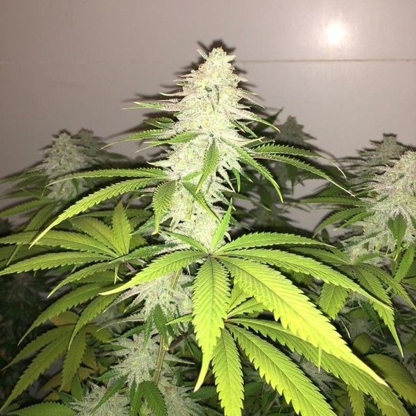 Simple Wedding Cake S1 (Pheno Finder) Feminisoidut