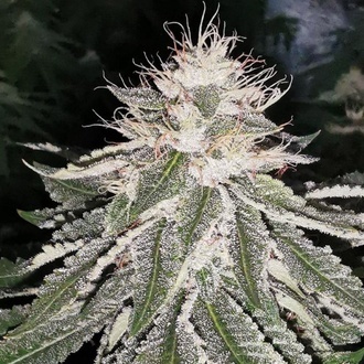 MAC 11 (Pheno Finder) Feminisoidut