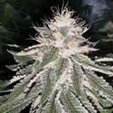 MAC 11 (Pheno Finder) Feminisoidut