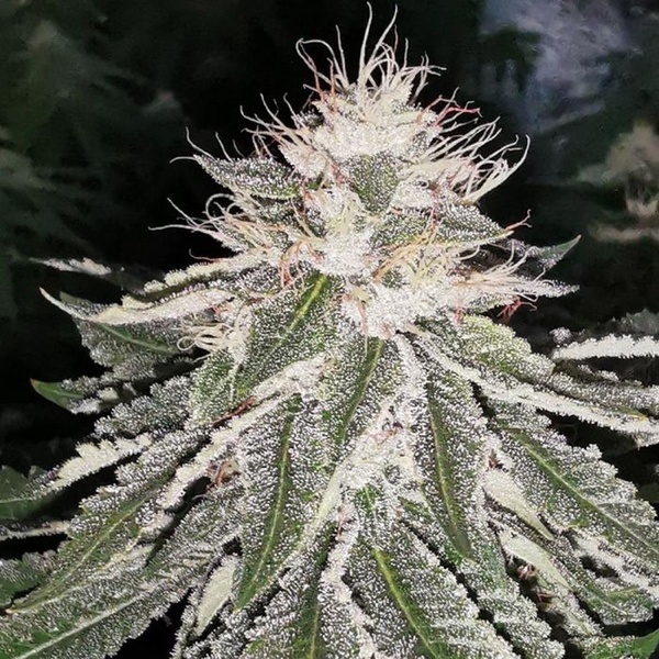 MAC 11 (Pheno Finder) Feminisoidut