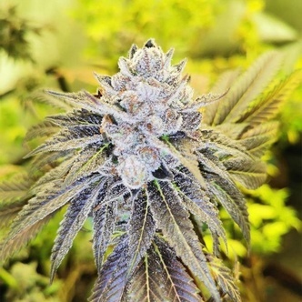 Double Slurry (Pheno Finder) Feminisoidut