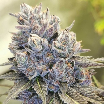 Auto Fruity Kuntz (Pheno Finder) feminisoidut