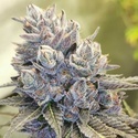 Auto Fruity Kuntz (Pheno Finder) Feminisoidut