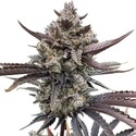 Banana Purple Punch Auto RF3 (FastBuds) Feminisoidut