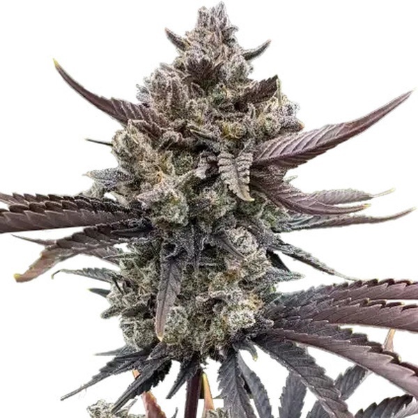 Banana Purple Punch Auto RF3 (FastBuds) Feminisoidut