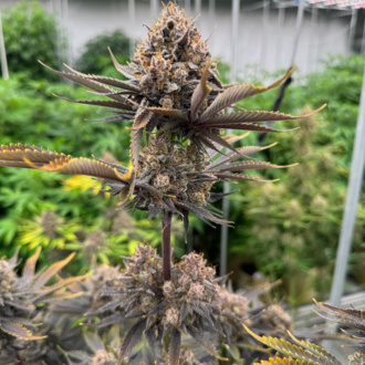Banana Purple Punch Auto RF3 (FastBuds) Feminisoidut