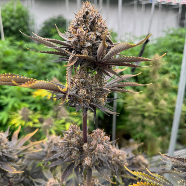 Banana Purple Punch Auto RF3 (FastBuds) Feminisoidut