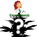 Feminisoidut mysteerisiemen 1 (Expert Seeds)
