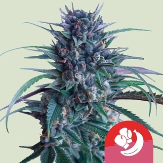 Banana Brawler (Royal Queen Seeds) Feminisoidut