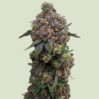 Cosmic Cheddar F1 (Royal Queen Seeds) Feminisoidut