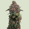 Cosmic Cheddar F1 (Royal Queen Seeds) Feminisoidut