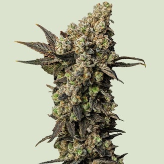 Astro Lemonade F1 (Royal Queen Seeds) Feminisoidut