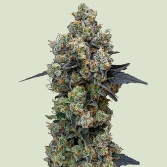 Orbital Banana F1 (Royal Queen Seeds) Feminisoidut