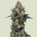 Orbital Banana F1 (Royal Queen Seeds) Feminisoidut