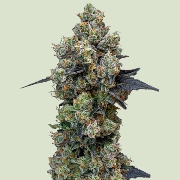 Orbital Banana F1 (Royal Queen Seeds) Feminisoidut