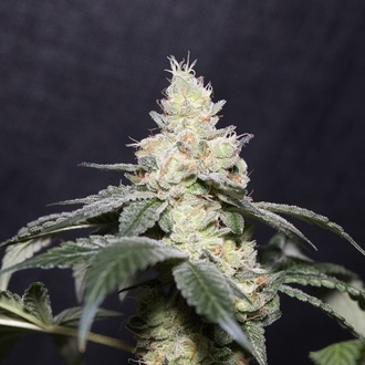 Gary Payton (Vision Seeds) Feminisoidut