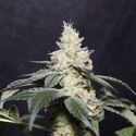 Gary Payton (Vision Seeds) Feminisoidut