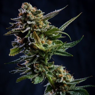 Log Cabin (Vision Seeds) Feminisoidut
