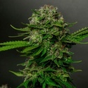 Oreoz x Spritzer (Vision Seeds) Feminisoidut
