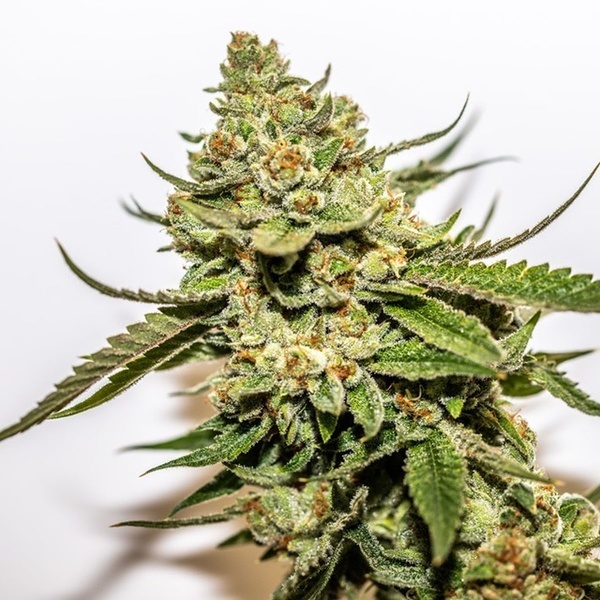 Cereal Milk x OG Kush (Vision Seeds) Feminisoidut