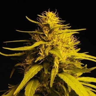 Amnesia Haze (Nirvana) Feminisoidut