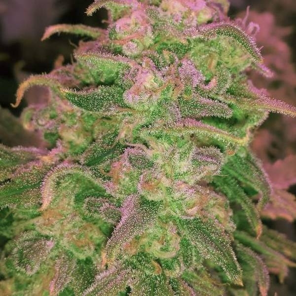 Hawaii Maui Waui (Nirvana) Feminisoidut
