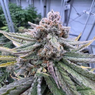 Cherry Cola Auto RF3 (FastBuds) feminisoitu