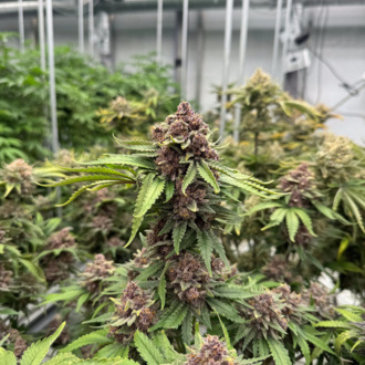 Cherry Cola Auto RF3 (FastBuds) Feminisoidut