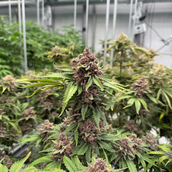 Cherry Cola Auto RF3 (FastBuds) Feminisoidut