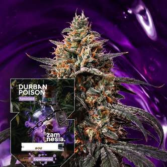 Durban Poison (Zamnesia Seeds) Feminisoidut kannabiksen siemenet