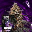 Durban Poison (Zamnesia Seeds) Feminisoidut